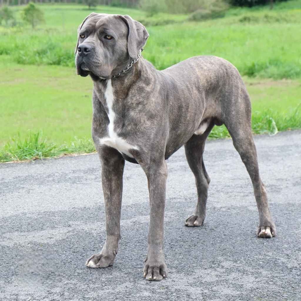 adulto medio perfil2