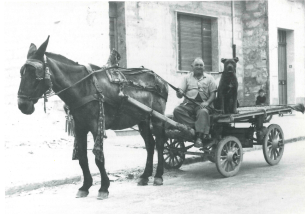 storia cane corso 20