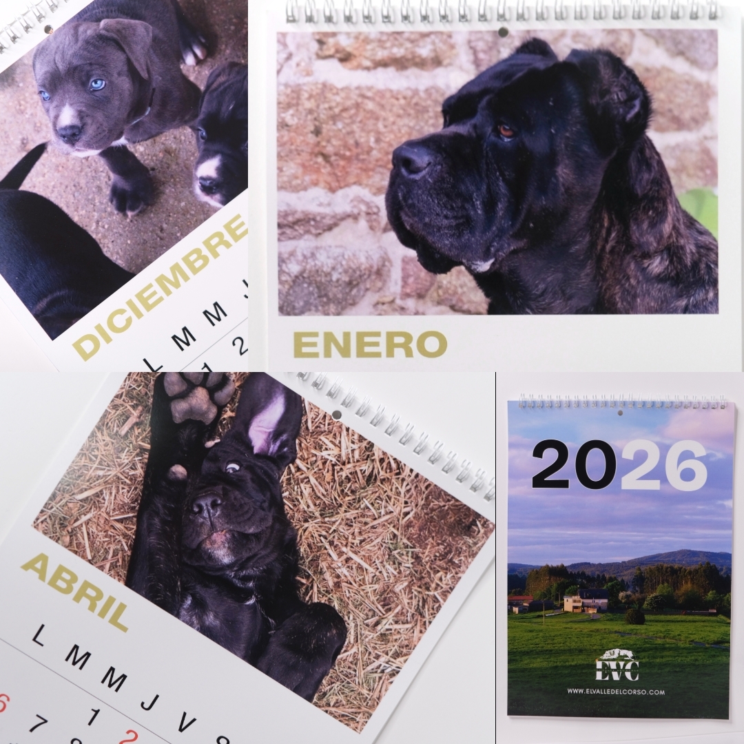 calendario evc 2026 calendario evc 2026